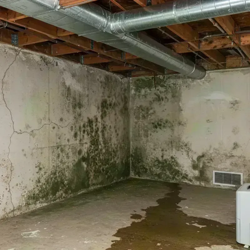 Professional Mold Removal in Flatwoods, KY